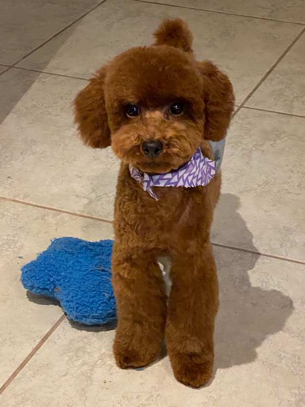 miniature toy poodle for sale near me